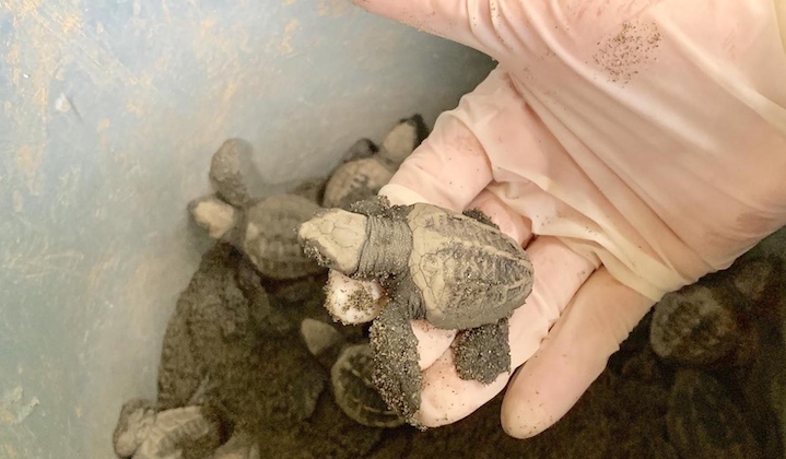 Helper Node Series | Elasticians @ the Reserva Playa Tortuga